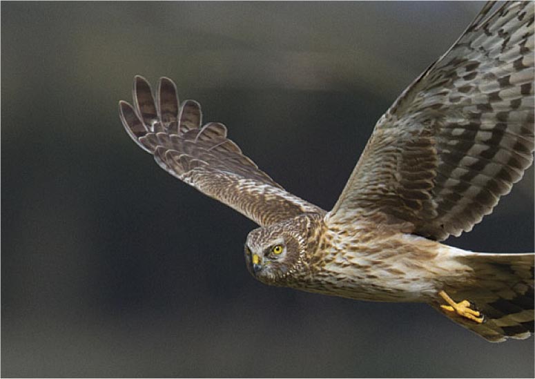Endangered Hunting Birds